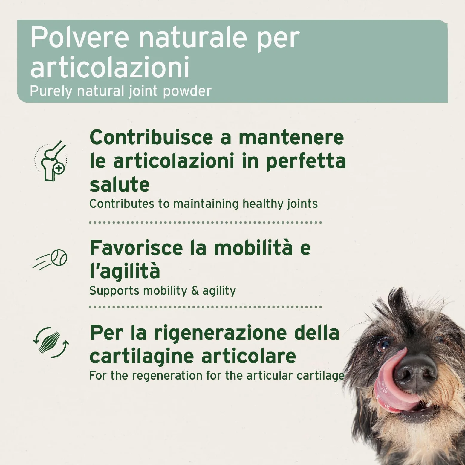 AniForte Polvere di cozze dalle Labbra Verdi per Cani e Gatti 250g – Integratori naturali in qualità di Grasso Completo, glicosaminoglicani, supporta le funzioni articolari